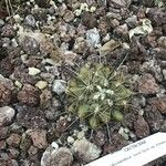 Echinocereus subinermis Leaf