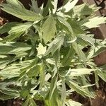 Artemisia ludoviciana 葉