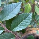 Ulmus parvifolia Levél