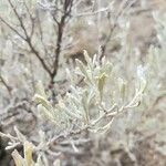 Artemisia tridentata List