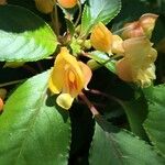 Impatiens auricoma Blomst