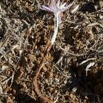 Colchicum pusillum Anders