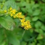 Solidago rugosaŽiedas