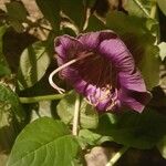 Cobaea scandens Virág