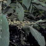 Urera caracasana Flor