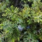 Juniperus drupacea Fruitua