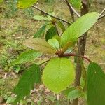 Frangula azorica Leaf