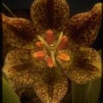 Fritillaria purdyi Blomst