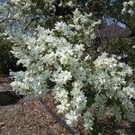 Exochorda racemosa Λουλούδι