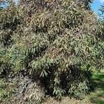 Hakea laurina Συνήθη χαρακτηριστικά