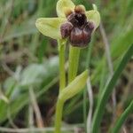 Ophrys bombyliflora ᱵᱟᱦᱟ