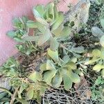 Senecio decaryi Hoja