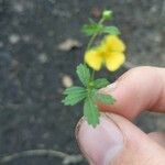 Potentilla erecta برگ