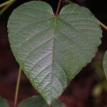 Clerodendrum buchananii برگ