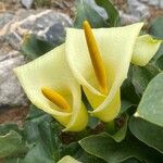Arum creticum Цветок