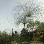 Cyperus giganteus Blad