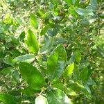 Quercus chrysolepis Liść