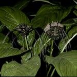 Tacca integrifolia Kvet