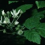 Rubus ursinus 葉