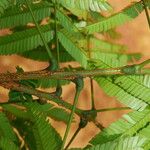 Pentaclethra eetveldeana Bark