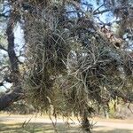 Tillandsia recurvata Blad