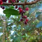 Schinus terebinthifolius Fruit