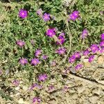 Spergularia purpurea Blüte