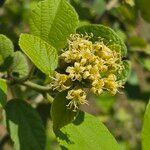 Cordia monoica Kwiat