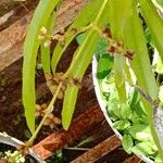 Evodia hortensis Flor