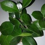 Hoya australis Leaf