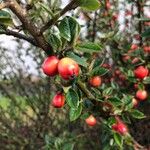 Cotoneaster simonsii Fruit