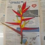 Heliconia angusta Flor