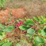 Breynia vitis-idaea Gyümölcs