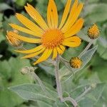 Doronicum austriacum പുഷ്പം