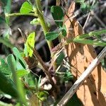 Crotalaria goreensis Kůra