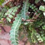 Asplenium ceterach Habit