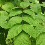 Aralia spinosa Blatt