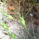 Aegilops geniculata Fruto