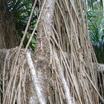 Pandanus tectorius Rinde