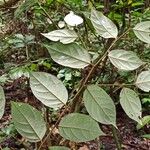 Diospyros onanae List