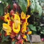 Thunbergia mysorensis Blüte