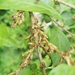 Elaeagnus multiflora Bark