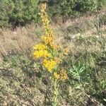 Solidago chilensis Leaf