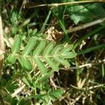 Tribulus cistoides Levél