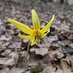 Erythronium rostratum Kukka