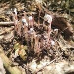 Monotropa uniflora Цвят