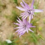 Scorzonera purpurea Flower