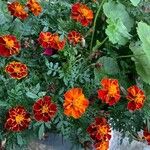 Tagetes tenuifoliaΛουλούδι