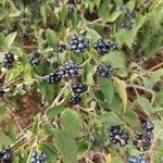 Lantana viburnoides Fruit