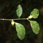 Cassipourea elliptica Gyümölcs